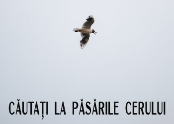 Cautati la pasarile cerului - carte audio
