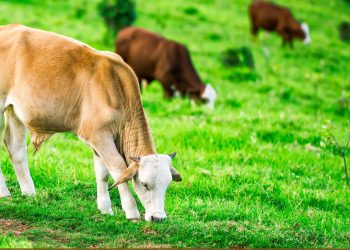 Vaca in gradina - Povesti audio pentru copii