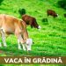 Vaca in gradina - Povesti audio pentru copii